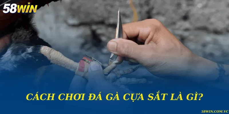 Cách chơi đá gà cựa sắt là gì?