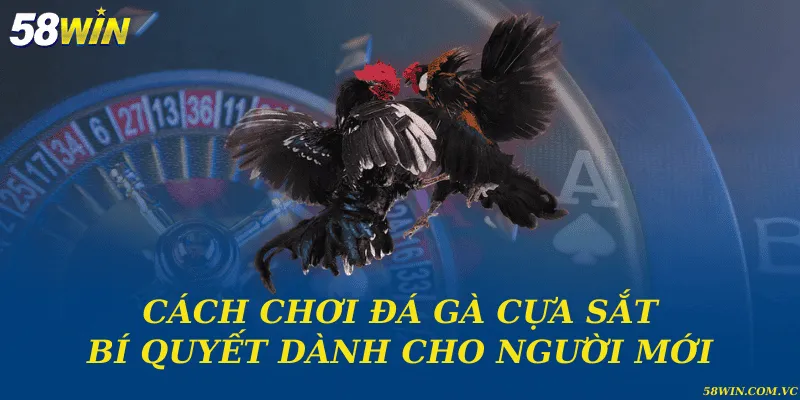 Cách Chơi Đá Gà Cựa Sắt – Sân Chơi Khốc Liệt Của Chiến Kê Cách chơi đá gà cựa sắt và bí quyết dành cho người mới