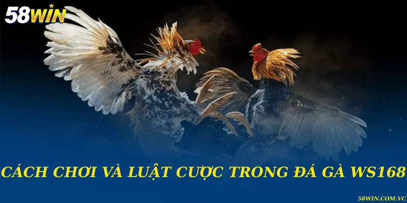 Cách chơi và luật cược trong đá gà WS168