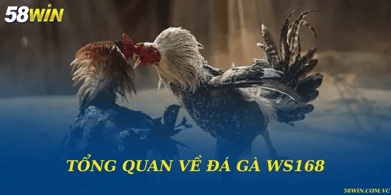 Tổng quan về đá gà WS168