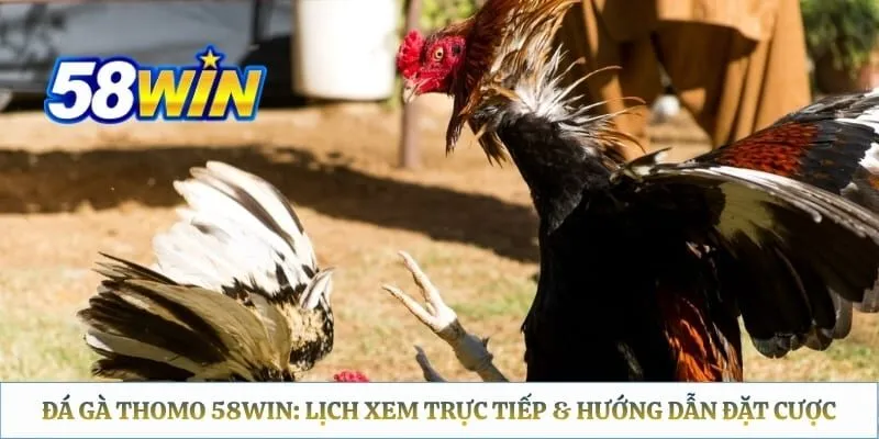 Đá Gà Thomo 58WIN: Lịch Xem Trực Tiếp & Hướng Dẫn Đặt Cược Đá Gà Thomo 58WIN: Lịch Xem Trực Tiếp & Hướng Dẫn Đặt Cược