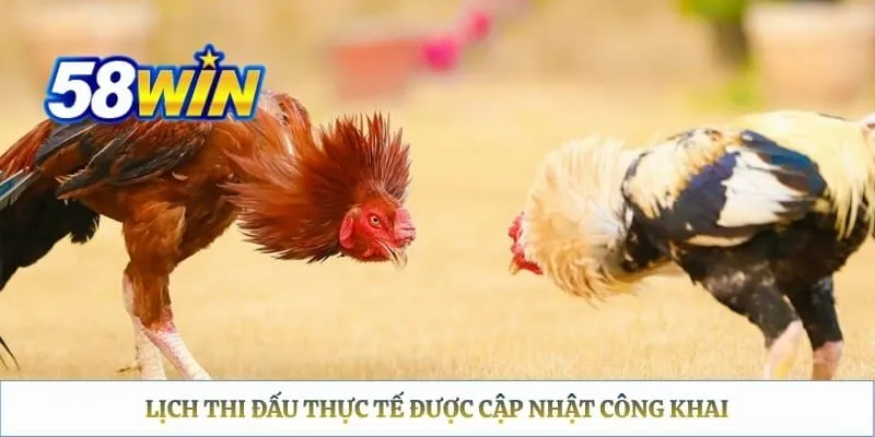 Lịch thi đấu thực tế được cập nhật công khai