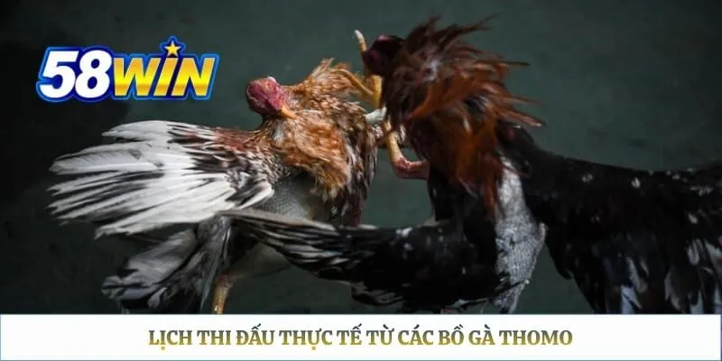 Lịch thi đấu thực tế từ các bồ gà Thomo