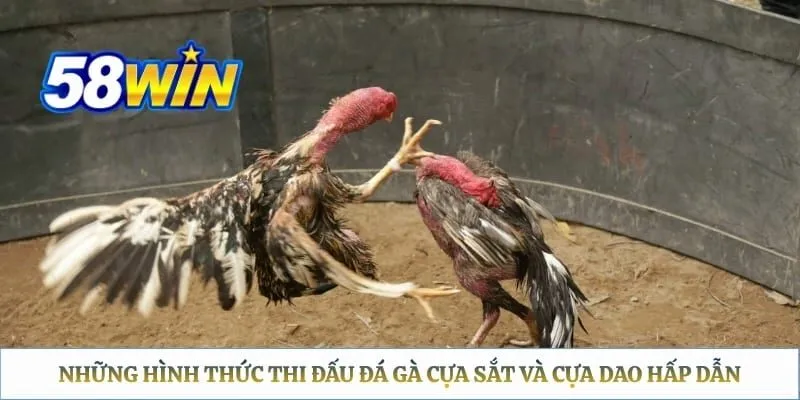 Những hình thức thi đấu đá gà cựa sắt và cựa dao hấp dẫn