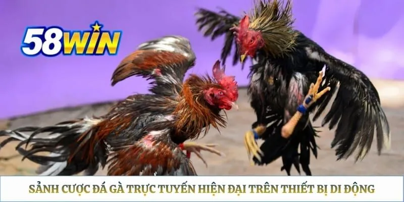 Sảnh cược đá gà trực tuyến hiện đại trên thiết bị di động