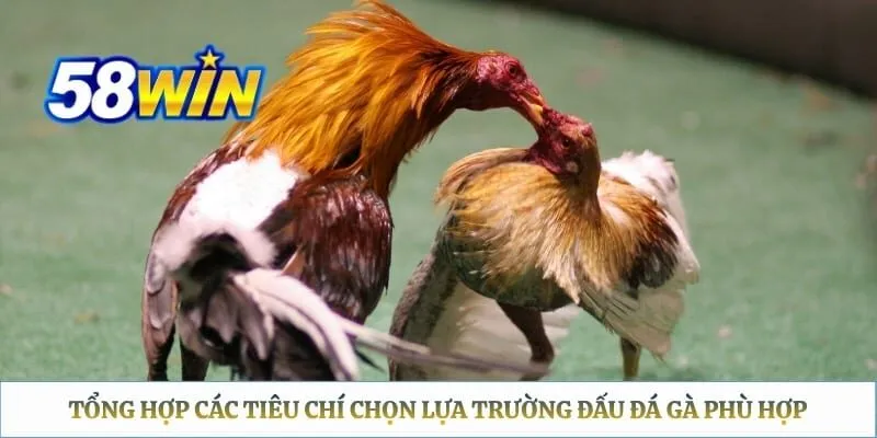 Tổng hợp các tiêu chí chọn lựa trường đấu đá gà phù hợp